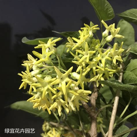 夜来香花|夜來香